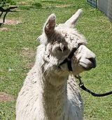 alpaca for sale
