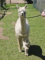 alpaca for sale
