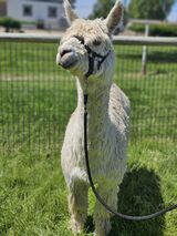 alpaca for sale
