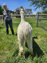 alpaca for sale