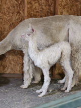 alpaca for sale