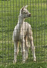 alpaca for sale
