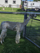 alpaca for sale