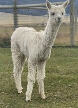 alpaca for sale