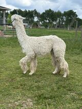 alpaca for sale