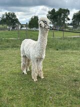 alpaca for sale