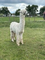 alpaca for sale