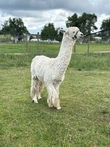alpaca for sale