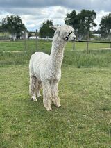 alpaca for sale