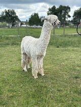 alpaca for sale