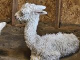 alpaca for sale