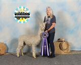 alpaca for sale