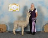 alpaca for sale