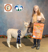 alpaca for sale
