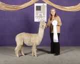 alpaca for sale