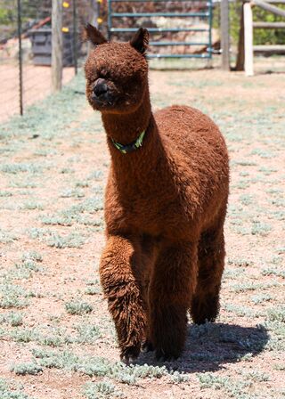 Photo of QE Quechua's Halia