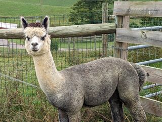Photo of Ridge Valley Satin Reserve Lazarus