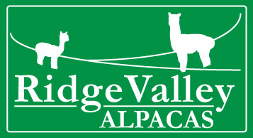 AbellaPaca Boutique