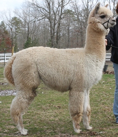 Photo of Matteo's Peruvian Keyser