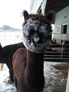 Caryzma, snow lover