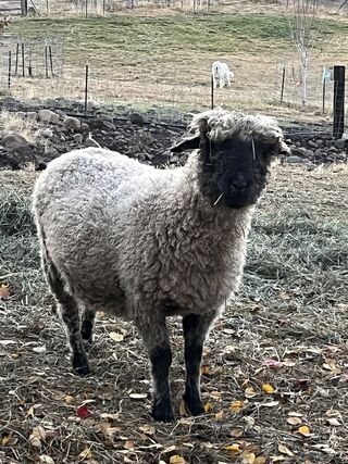 Photo of Vanessa RR & Polled
