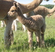 2015 male cria Deacon