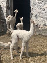 2023 Male cria at side