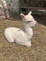 2023 Male cria at side