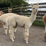 2023 Male Cria at side 