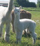 2015 Cria