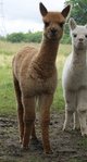 2017 cria