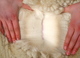Yearling Fleece