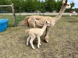2022 Kung Pao Cria