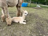 2022 Female Cria