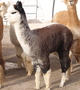 2015 Cria