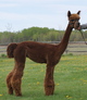 Daughter Tempest [ SOLD ]