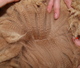 Fleece at 8 months
