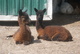 (L) Rumour and (R) Contender