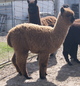 Silver Grey Male