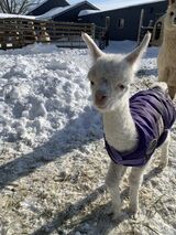 First cria