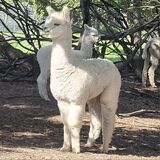 First cria 2024