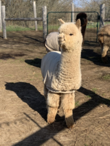 2025 Cria