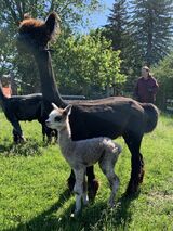 Male cria June 22/22