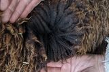 Cria fleece