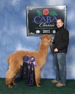 Service Sire Gangster