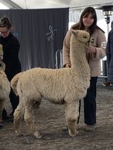 2025 Cria Meribel