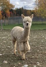2025 Cria