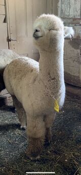 Sire Snow Diamond Quebec
