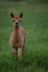 Krush as a cria