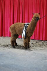 Sire Pallaton